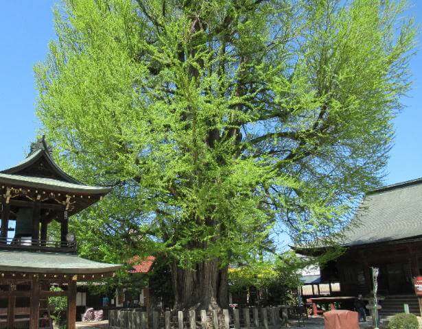 飛騨国分寺いちょうの木