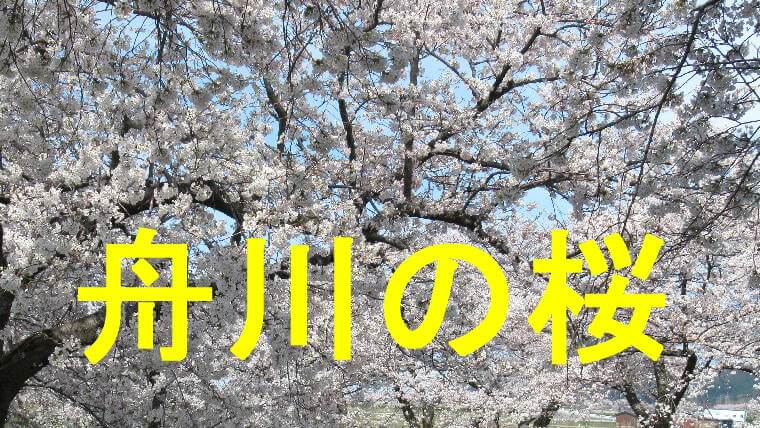 舟川べりの桜のアイキャッチ画像です