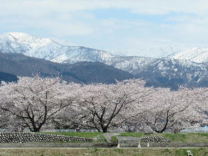舟川べりの桜