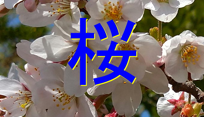 桜のアイキャッチ画像